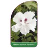 hibiscus-syriacus-speciosus-1