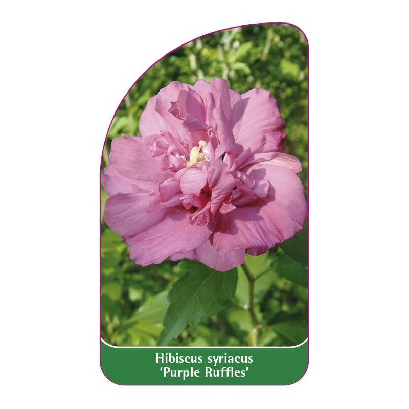 hibiscus-syriacus-purple-ruffles-1