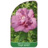 hibiscus-syriacus-purple-ruffles-1