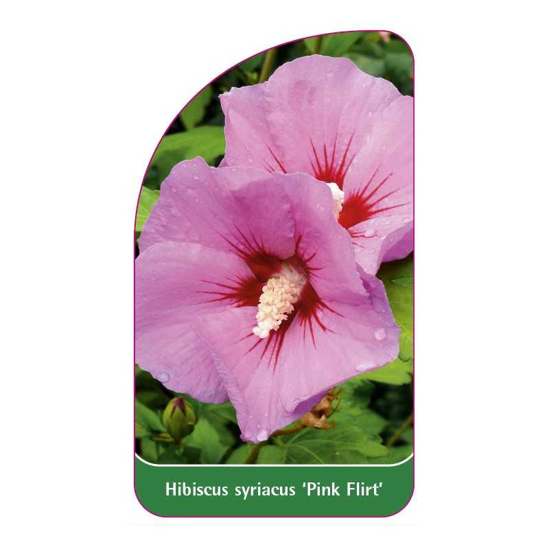hibiscus-syriacus-pink-flirt-b1