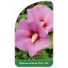hibiscus-syriacus-pink-flirt-b1