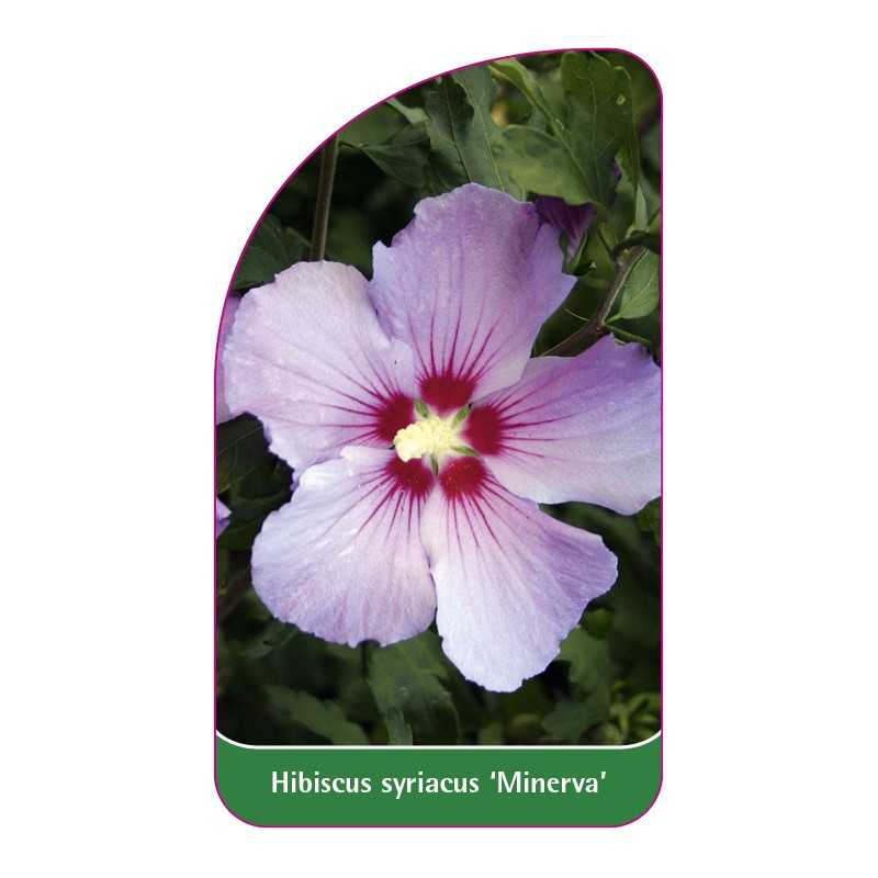 hibiscus-syriacus-minerva-1