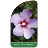 hibiscus-syriacus-minerva-1