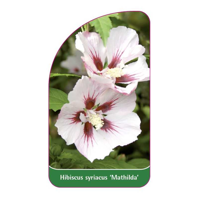 hibiscus-syriacus-mathilda-1