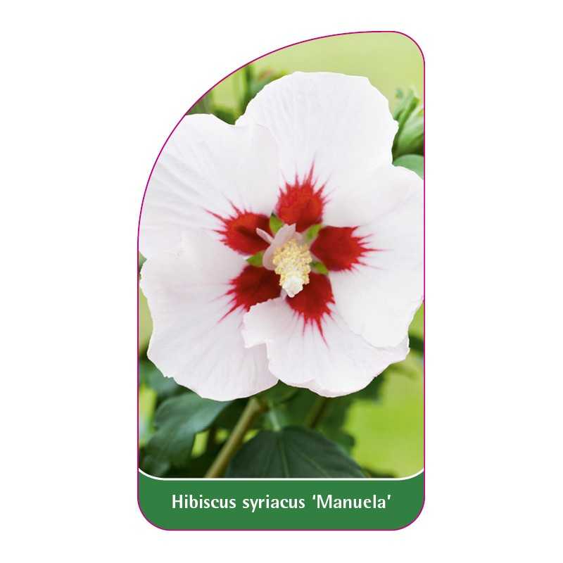 hibiscus-syriacus-manuela-1