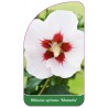 hibiscus-syriacus-manuela-1