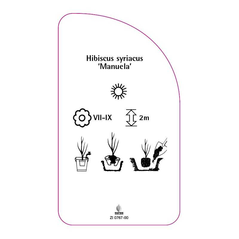 hibiscus-syriacus-manuela-0