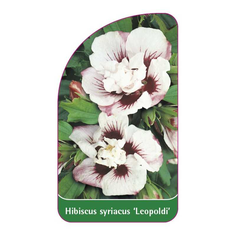 hibiscus-syriacus-leopoldi-1