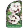 hibiscus-syriacus-leopoldi-1