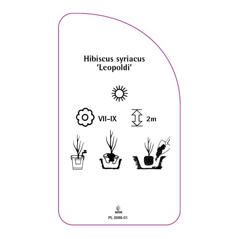 hibiscus-syriacus-leopoldi-0