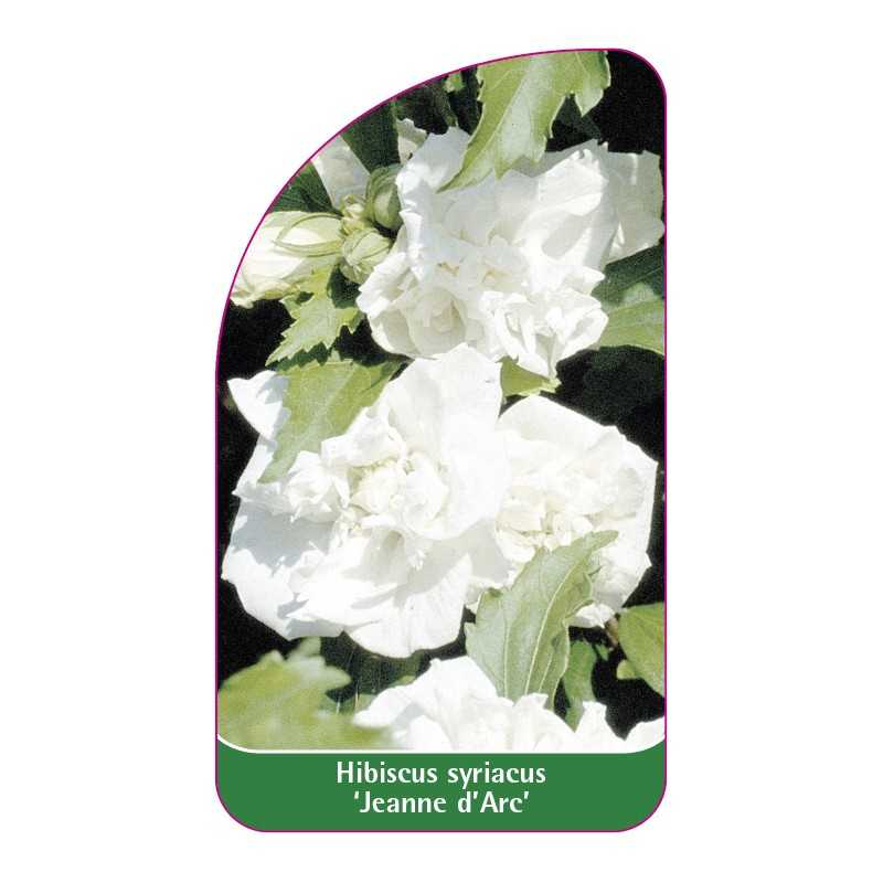 hibiscus-syriacus-jeanne-d-arc-1