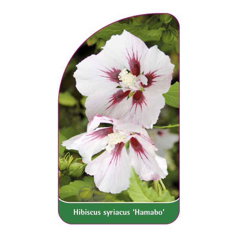 hibiscus-syriacus-hamabo-1