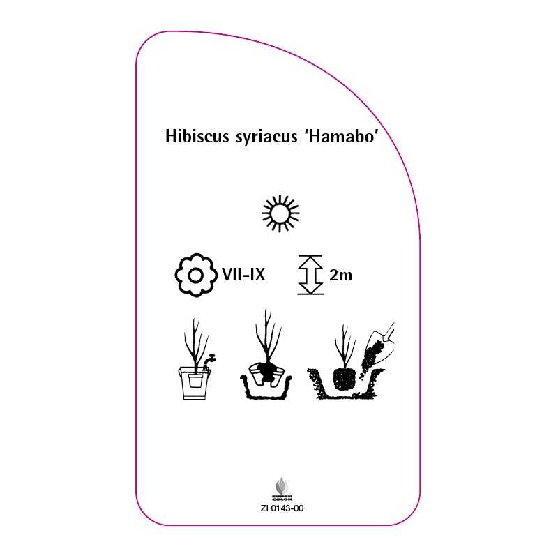 hibiscus-syriacus-hamabo-0