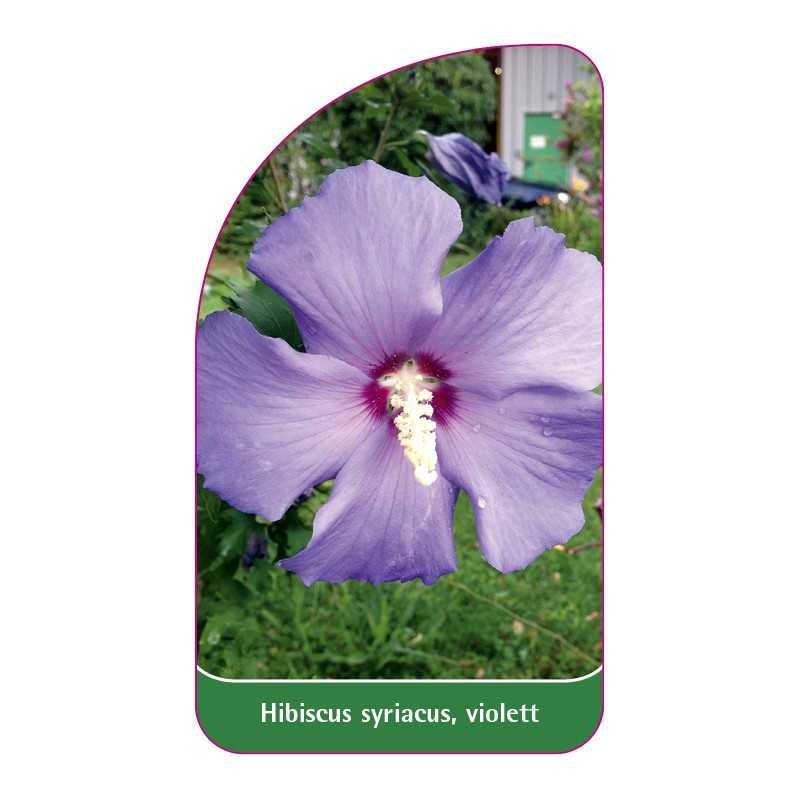 hibiscus-syriacus-violett1