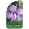 hibiscus-syriacus-violett1