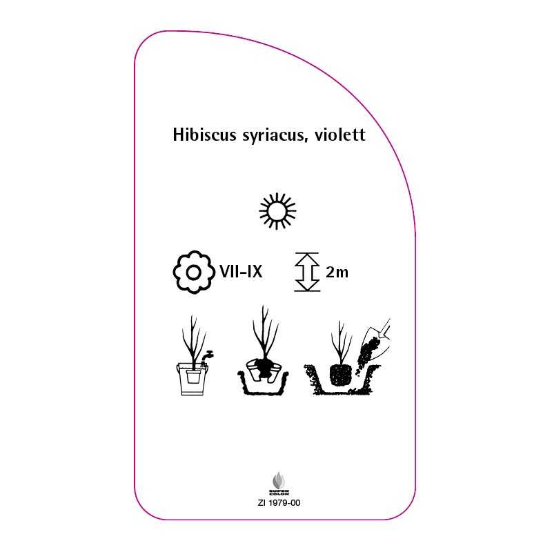 hibiscus-syriacus-violett0