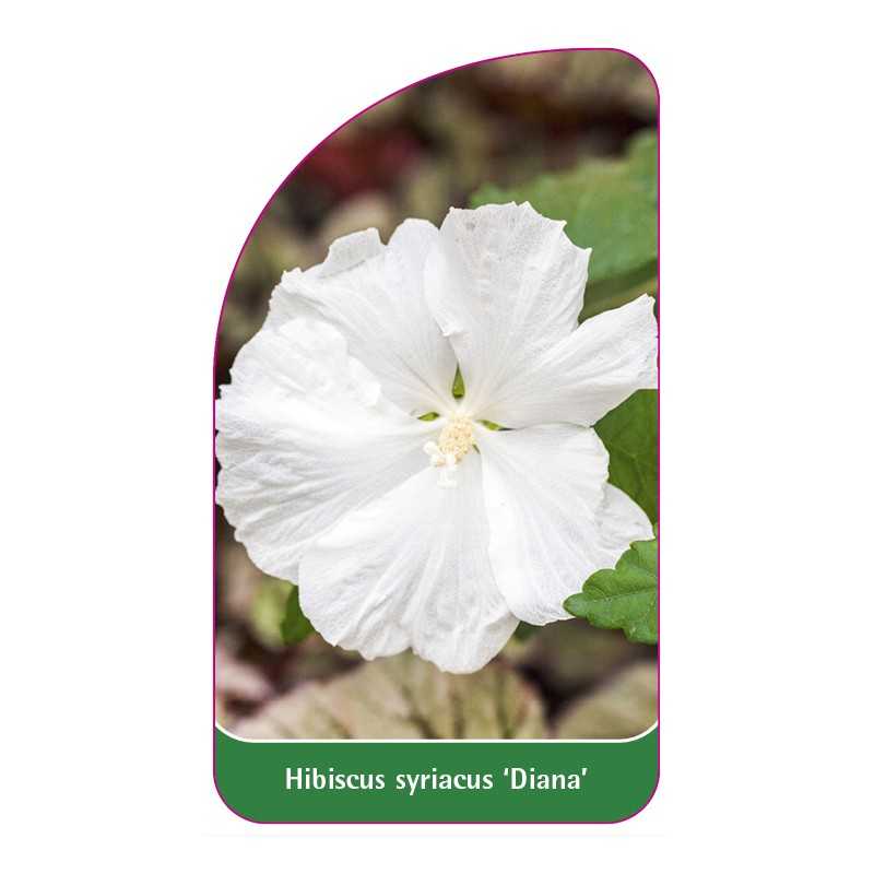 hibiscus-syriacus-diana-b1