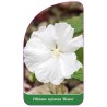 hibiscus-syriacus-diana-b1