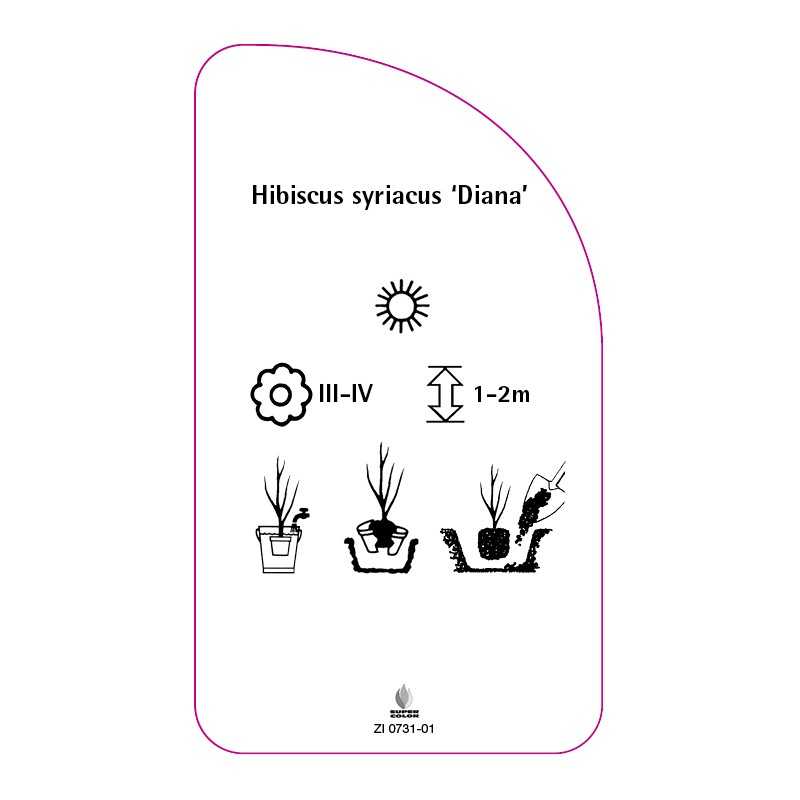 hibiscus-syriacus-diana-b0