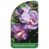 hibiscus-syriacus-coelestris-1