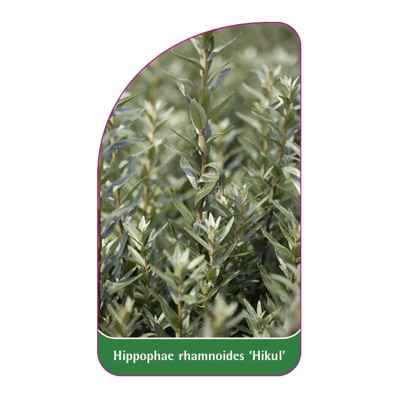 hippophae-rhamnoides-hikul-1
