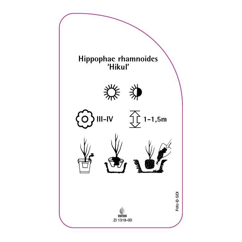 hippophae-rhamnoides-hikul-0