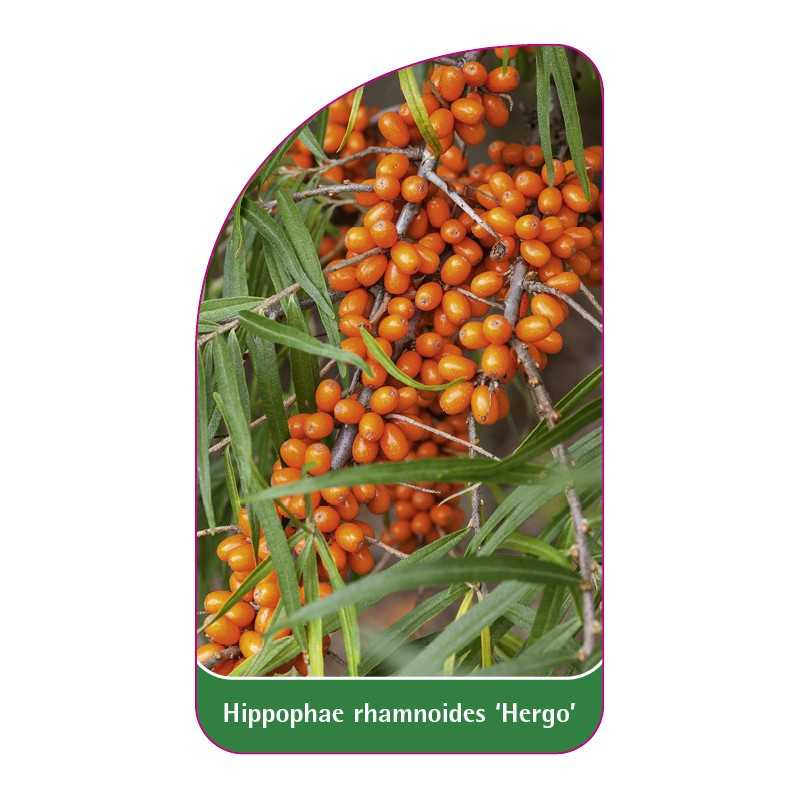 hippophae-rhamnoides-hergo-1