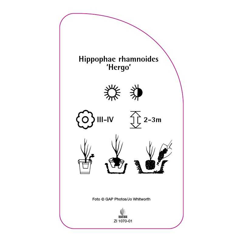 hippophae-rhamnoides-hergo-0