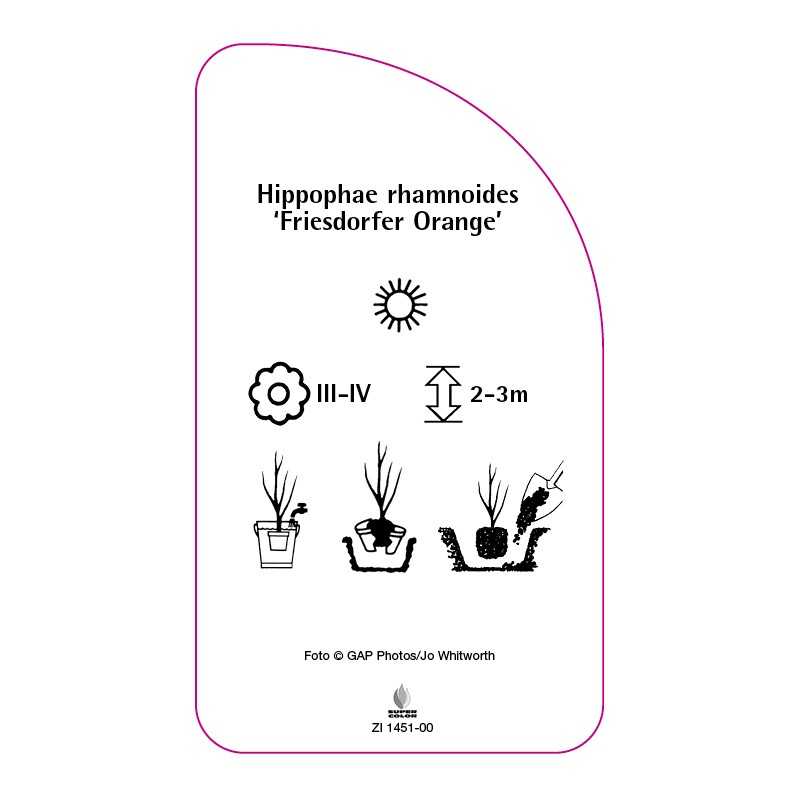 hippophae-rhamnoides-friesdorfer-orange0