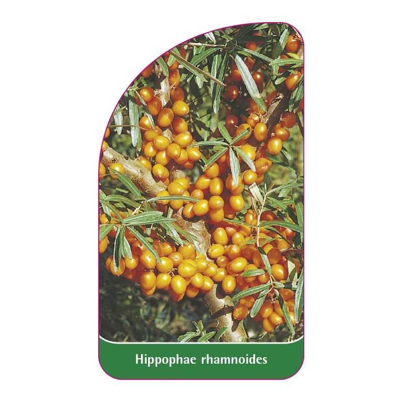 hippophae-rhamnoides1