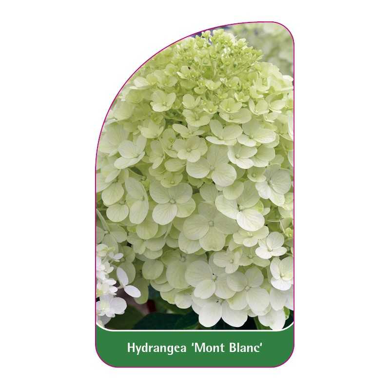 hydrangea-mont-blanc-1
