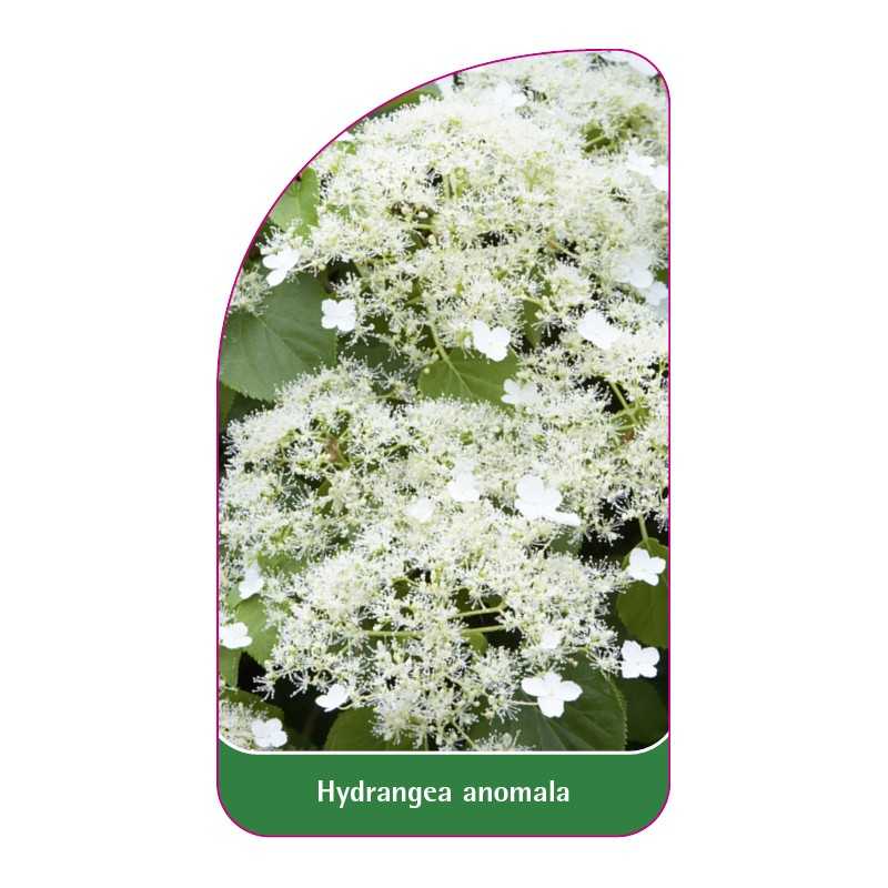 hydrangea-anomala1
