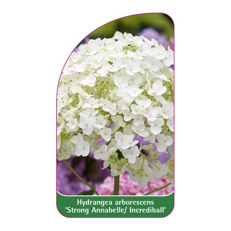 hydrangea-arborescens-strong-annabelle-incrediball-1