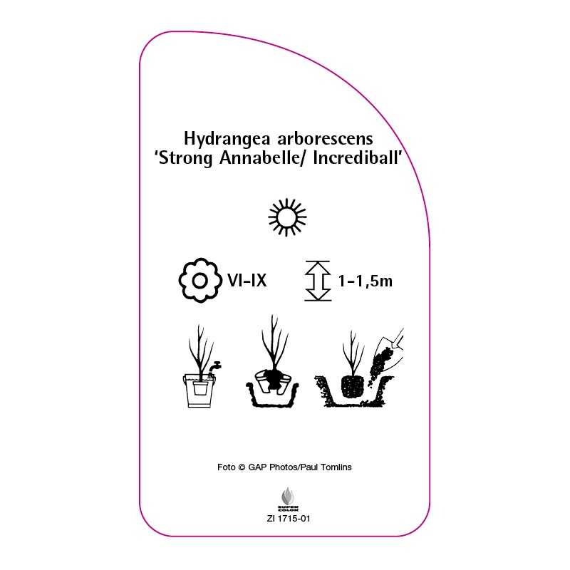 hydrangea-arborescens-strong-annabelle-incrediball-0