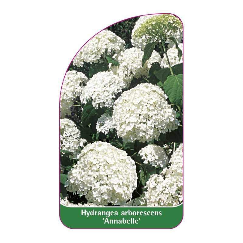 hydrangea-arborescens-annabelle-a1