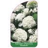 hydrangea-arborescens-annabelle-a1