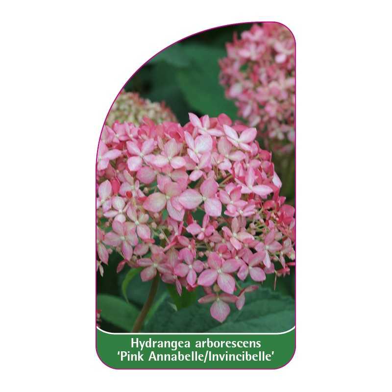 hydrangea-arborescens-pink-annabelle-invincibelle-b1