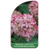 hydrangea-arborescens-pink-annabelle-invincibelle-b1