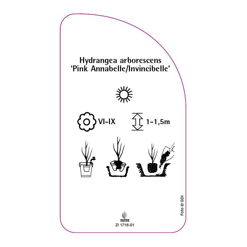 hydrangea-arborescens-pink-annabelle-invincibelle-b0