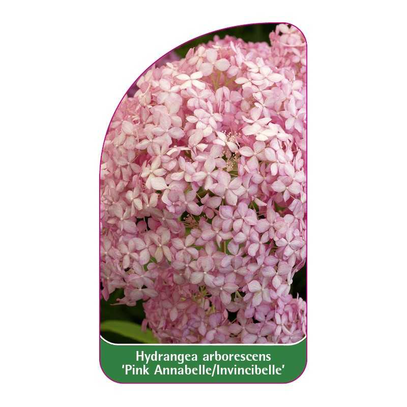 hydrangea-arborescens-pink-annabelle-ivincibelle-a1