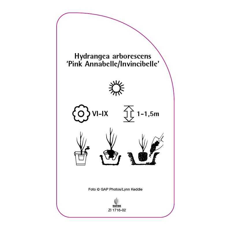 hydrangea-arborescens-pink-annabelle-ivincibelle-a0