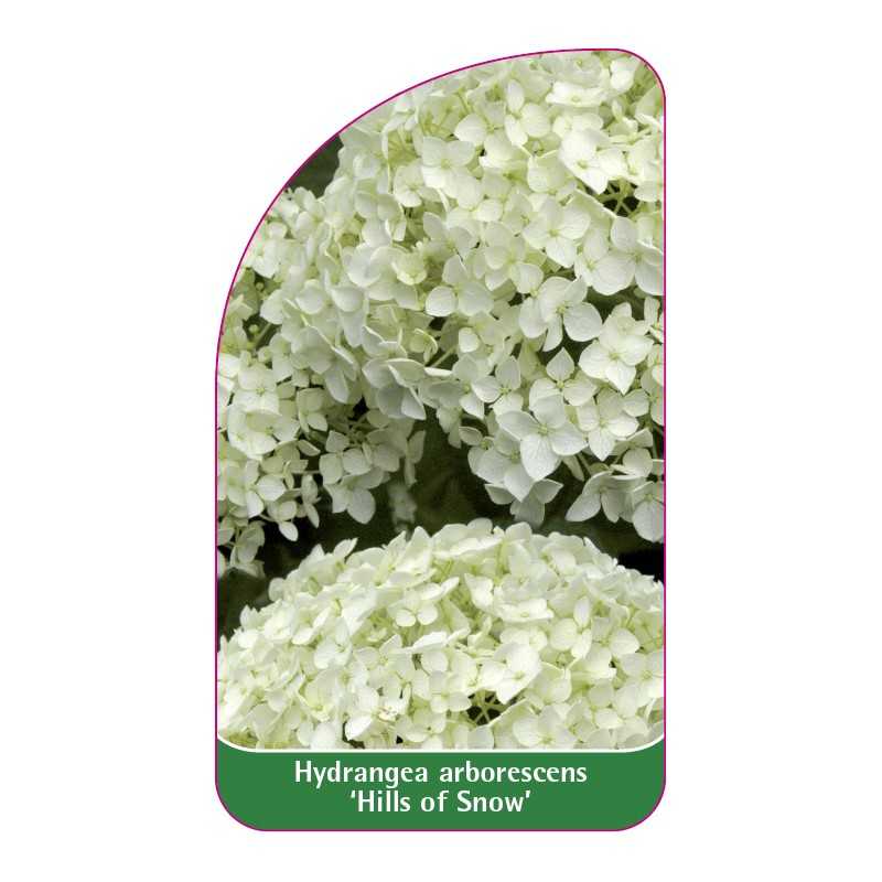 hydrangea-arborescens-hills-of-snow-1