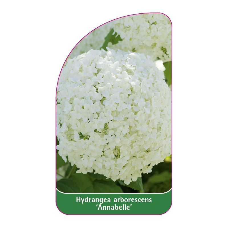 hydrangea-arborescens-annabelle-b1