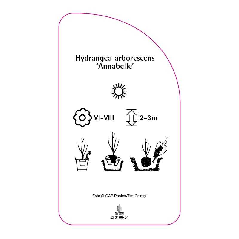 hydrangea-arborescens-annabelle-b0