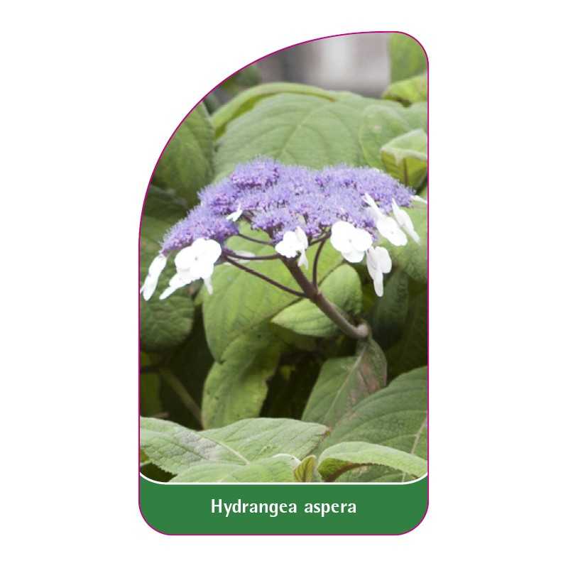 hydrangea-aspera1
