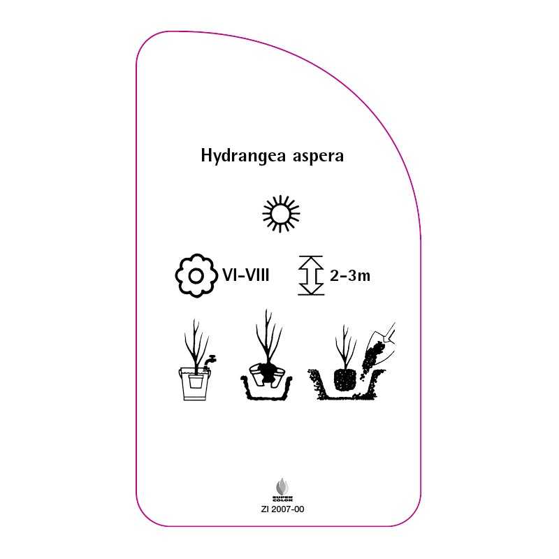 hydrangea-aspera0