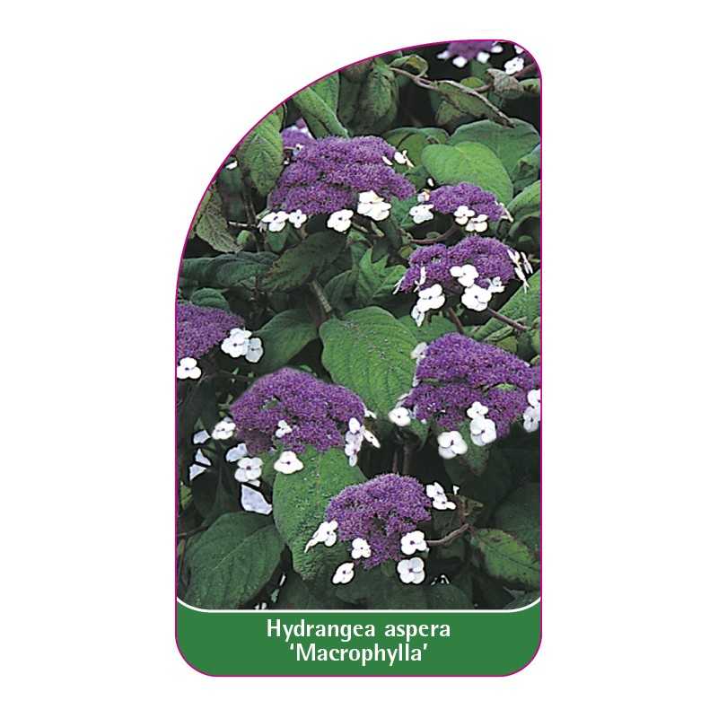 hydrangea-aspera-macrophylla-1