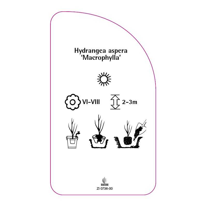 hydrangea-aspera-macrophylla-0