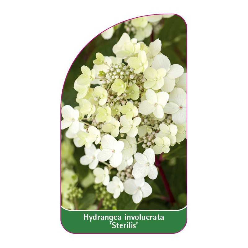 hydrangea-involucrata-sterillis-1