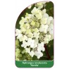 hydrangea-involucrata-sterillis-1